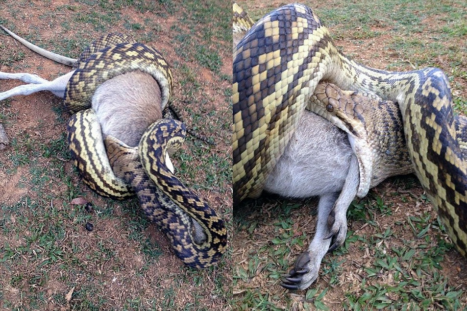 Watch What Happens When A Python Tries To Eat A Wallaby With A Joey In