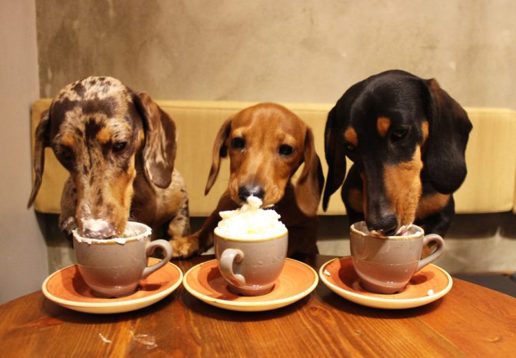 The World’s First Sausage Dog Cafe Is Coming To The UK Sick Chirpse
