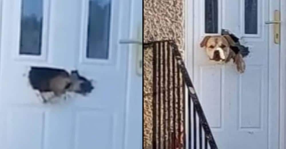 Dog Goes Viral After Chewing Through A Letter Box And Poking Head