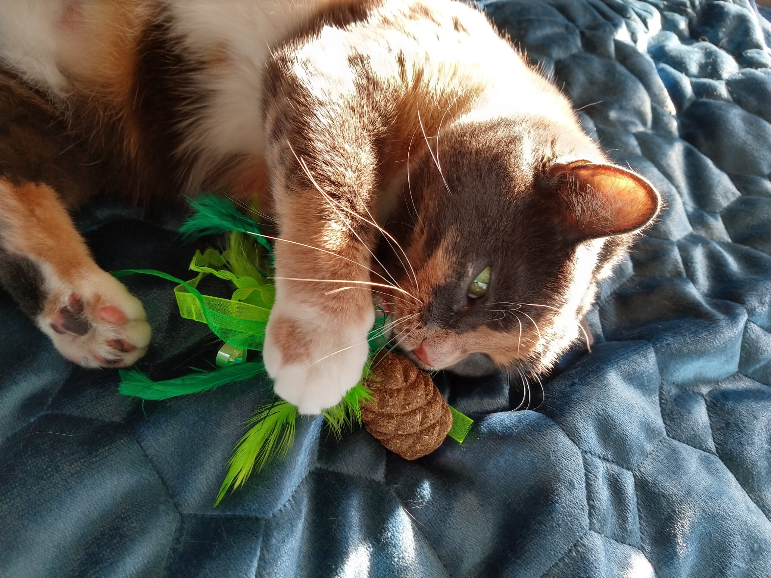 How my cat saved my life SickNotWeak