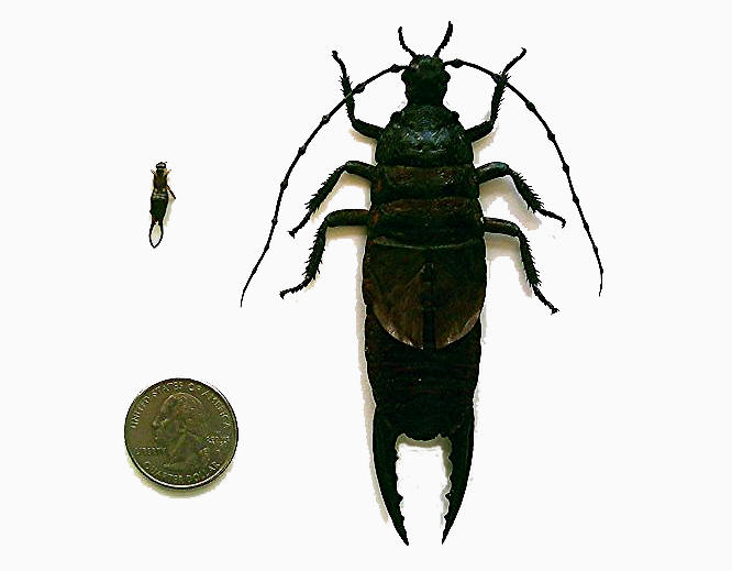 Sideshow World, Sideshow Performers from around the world.