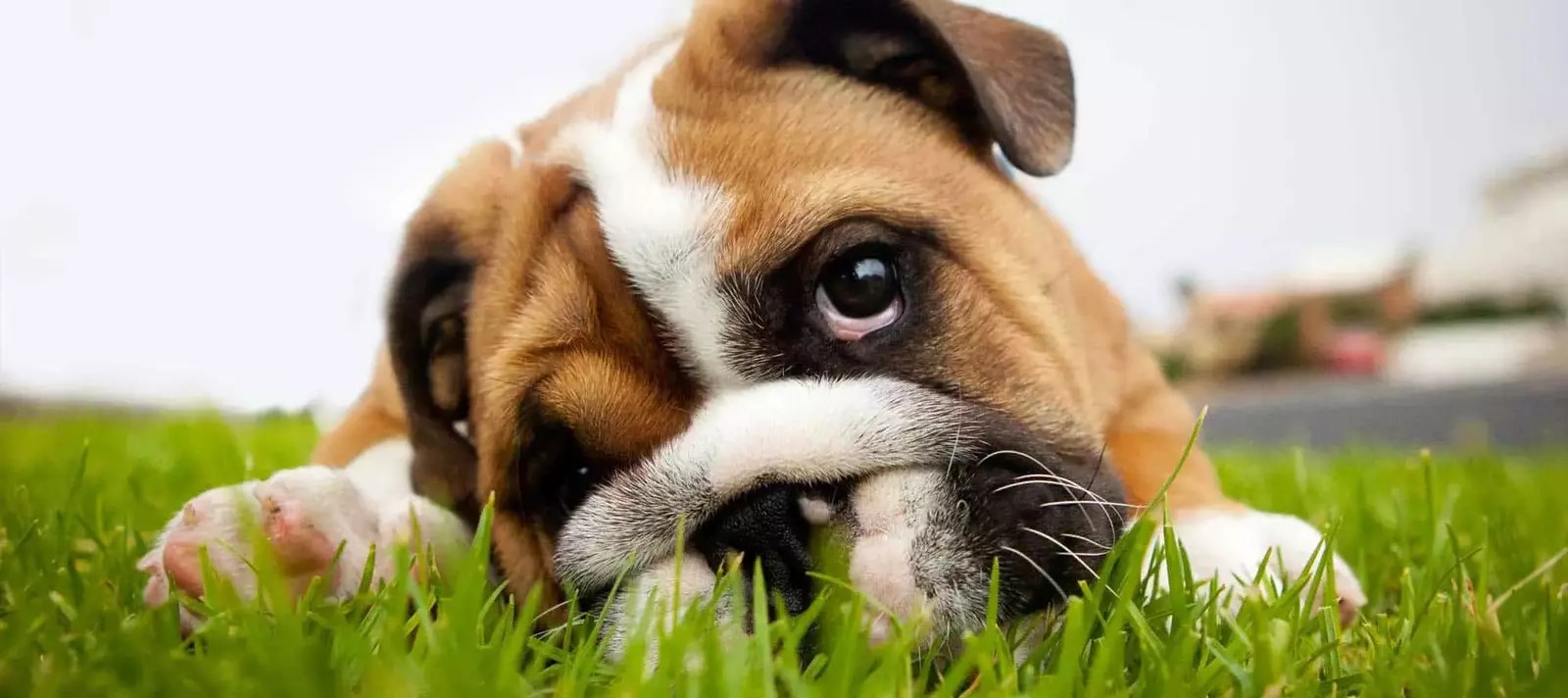 3 Pet Friendly Things to Do in Gatlinburg TN When You Visit the Area