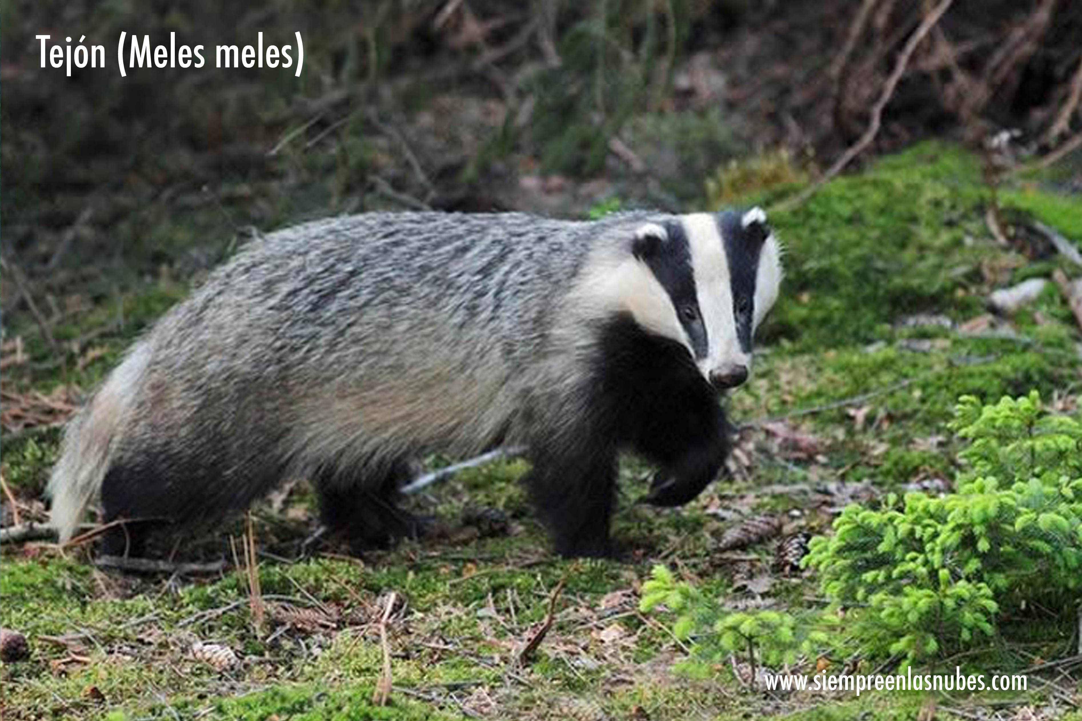 Fauna que se ve desde el globo El tejón Siempre en las Nubes