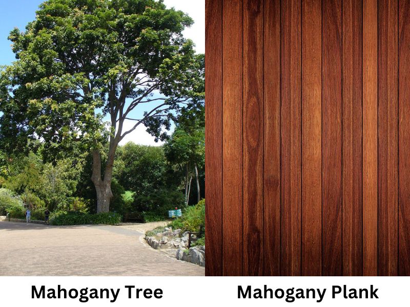 Everything You Need to Know About Mahogany Wood Furniture