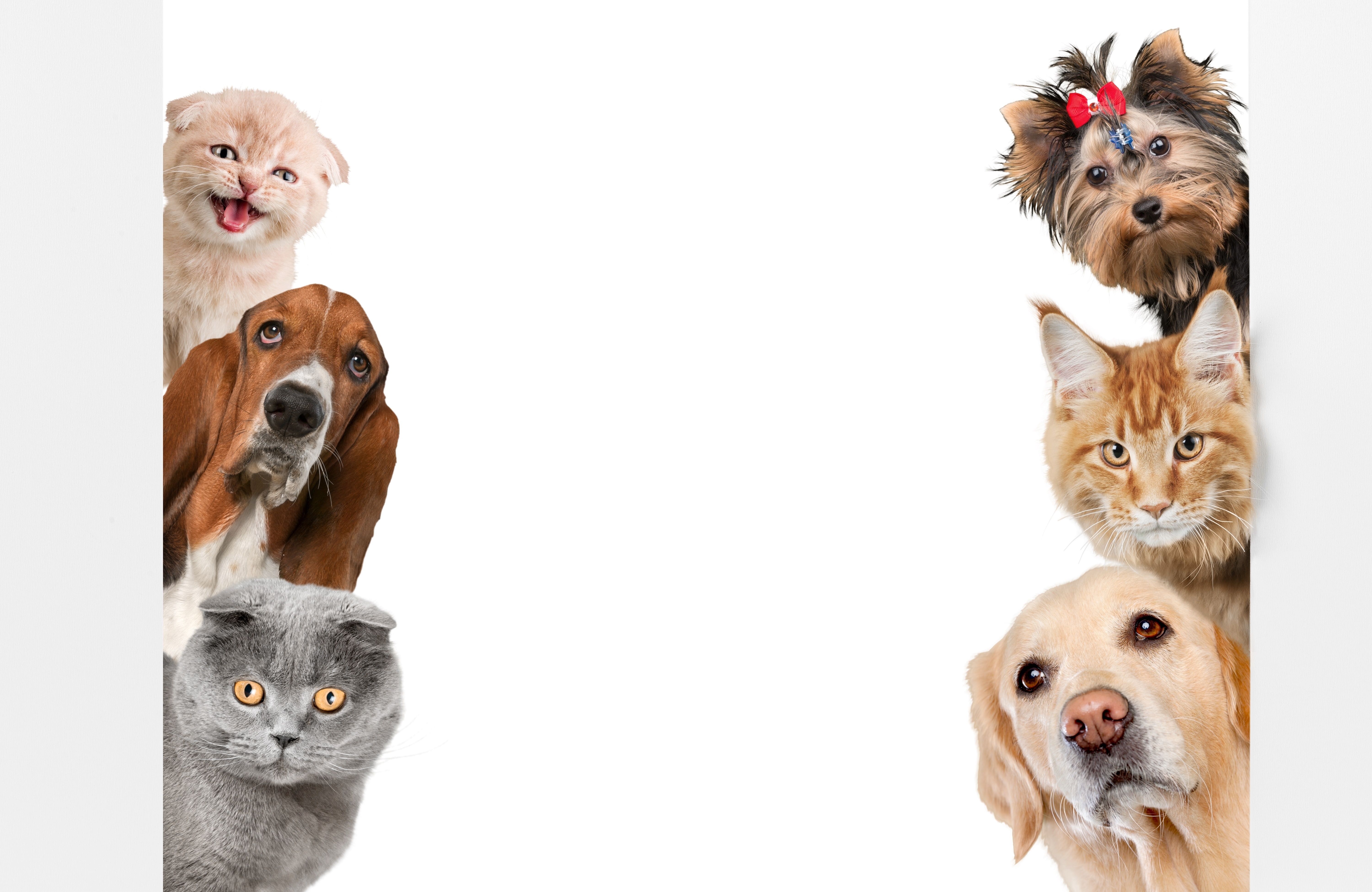 Cats and dogs dataset keras