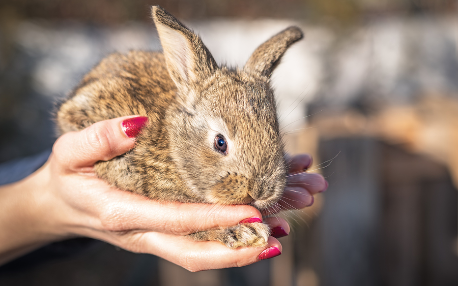 Returning Rabbits & Building Community Significant Lives