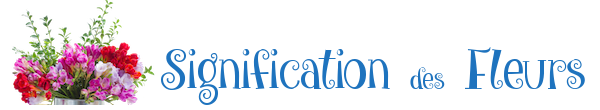 Les Couleurs des Roses Signification Des Fleurs