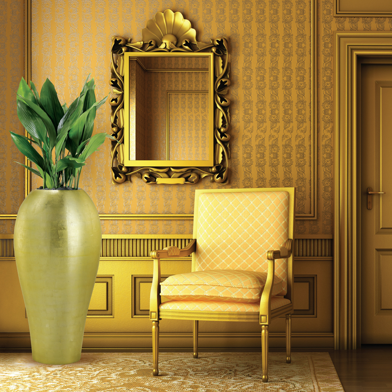 Live Indoor Plants in Dubai, UAE Indoor Plants for Sale