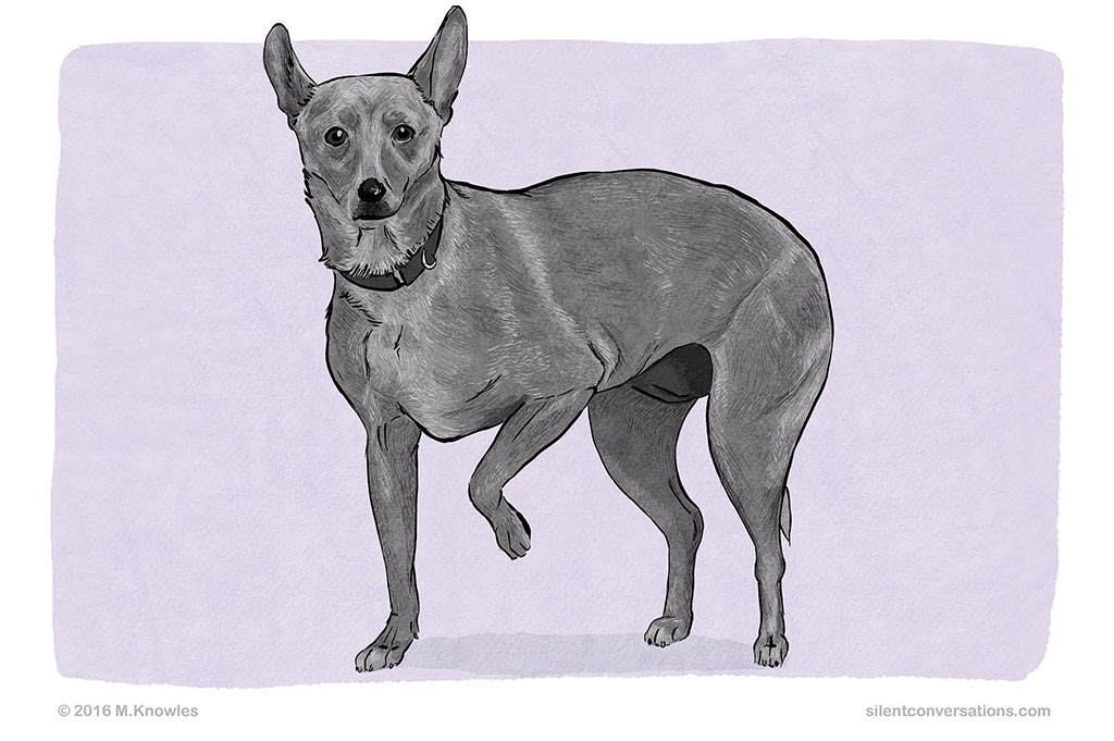 Dog Body Language Paw Lift Silent Conversations