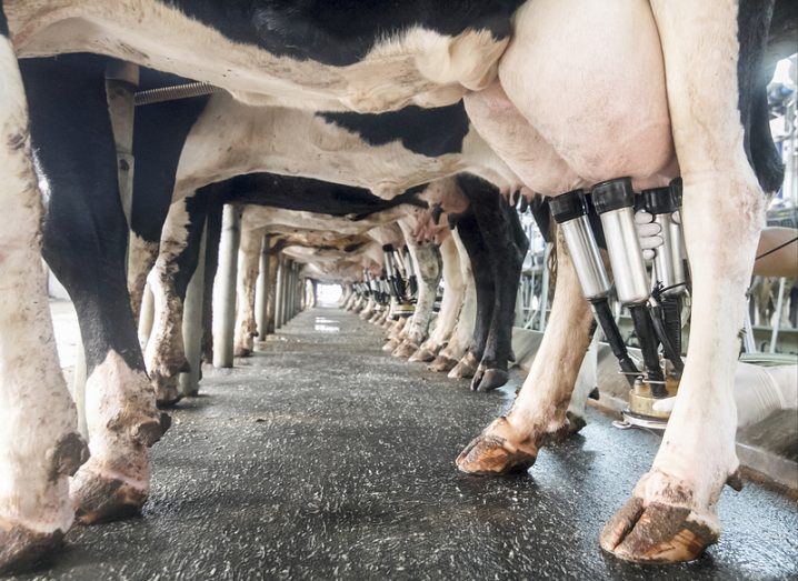 Robotic cow teat sprayer recruited to produce Irish milk