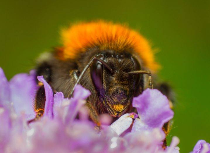 Researchers ‘buzzing’ after new bumblebee species discovered in Ireland