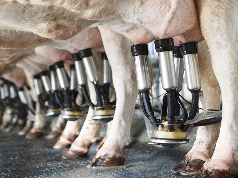 AI milking tech named best in show at Ploughing Championships preevent