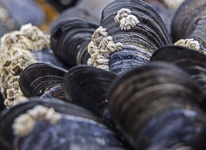 Rare contagious cancer in mussels spreading across the Atlantic Ocean