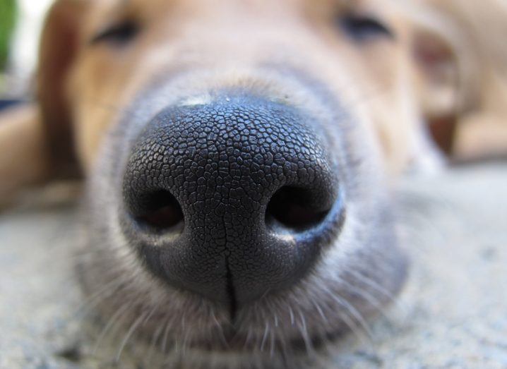 Mystery behind why a dog’s nose is cold has finally been answered