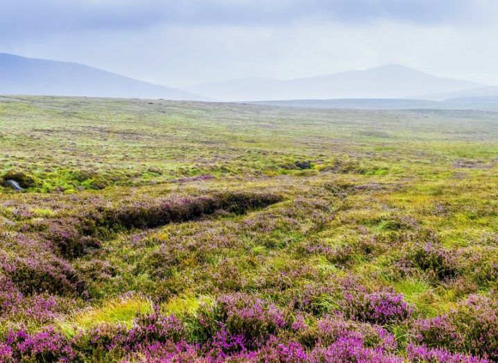 Scientists secure €6m to find pharma treasure trove in Irish bogs