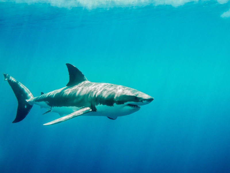 Why are some fish warmblooded? A speedy advantage may be the key