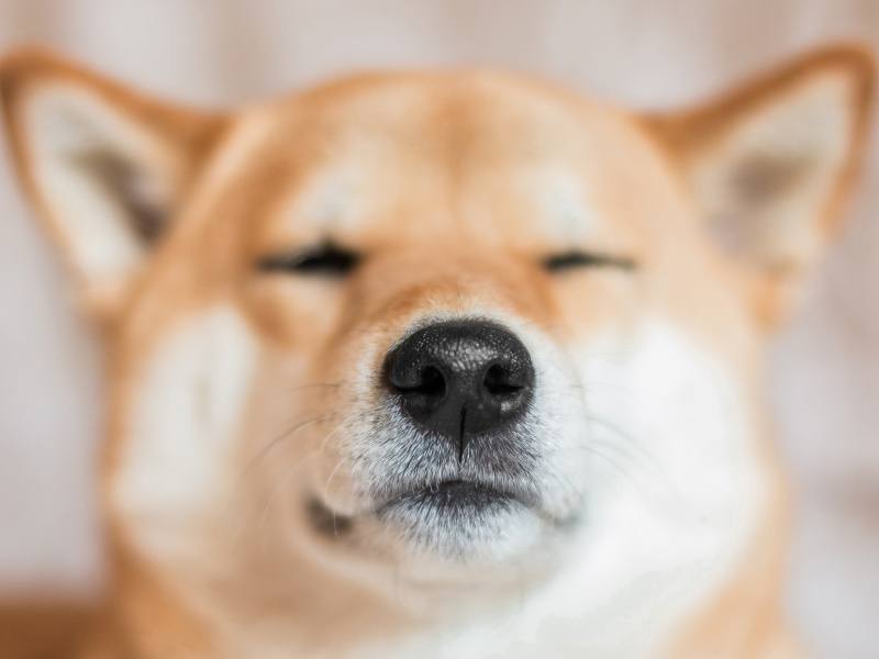 Can Dogs Smell Epilepsy