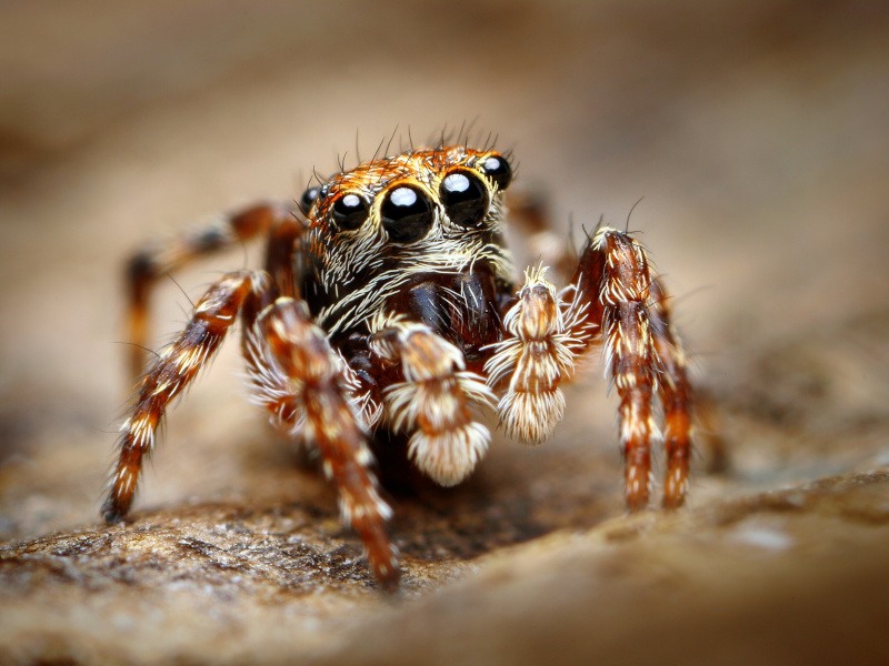 Spiders can use their webs to hear sounds, study finds