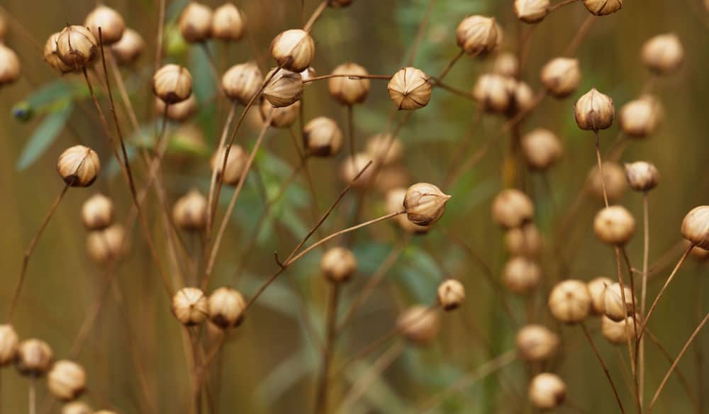 The Facts on Linen Silk & Snow