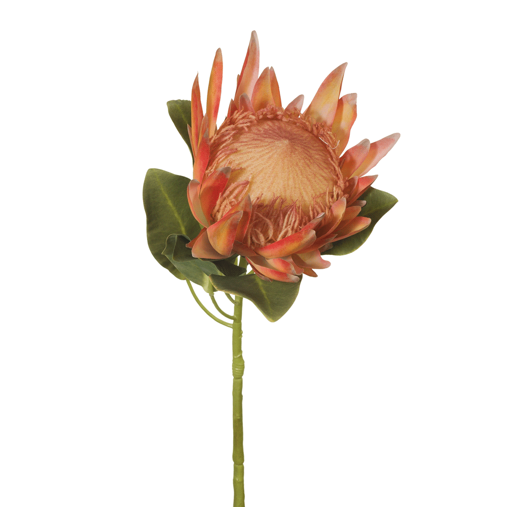 Protea King Orange 68 cm