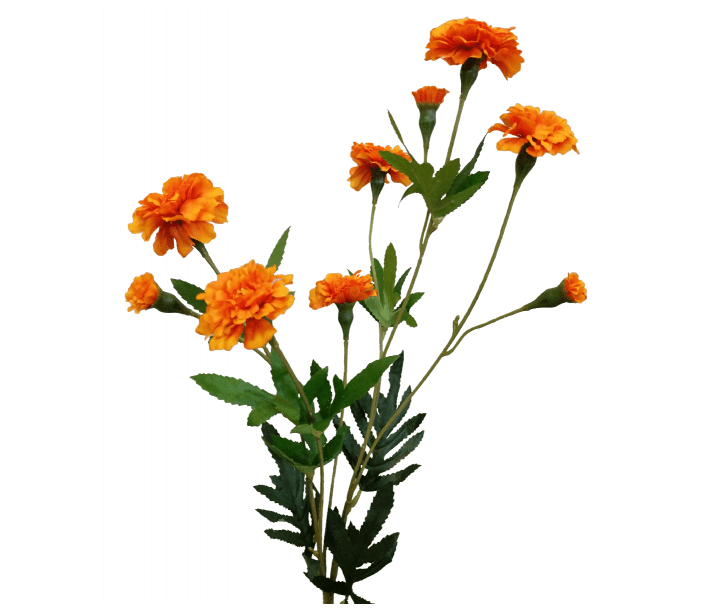 Marigold Spray S3801OR