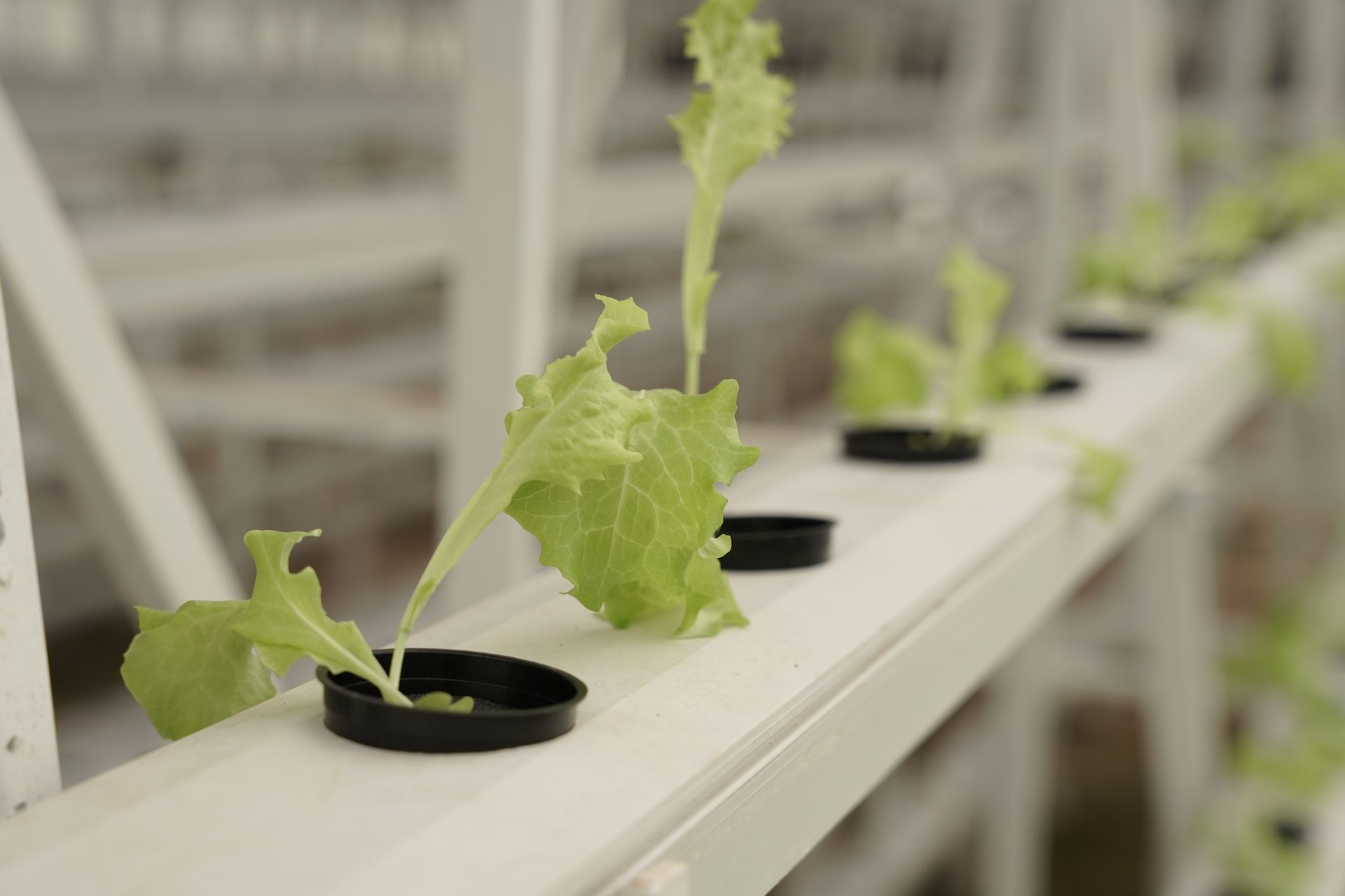 Plantation Silk Route Ventures New