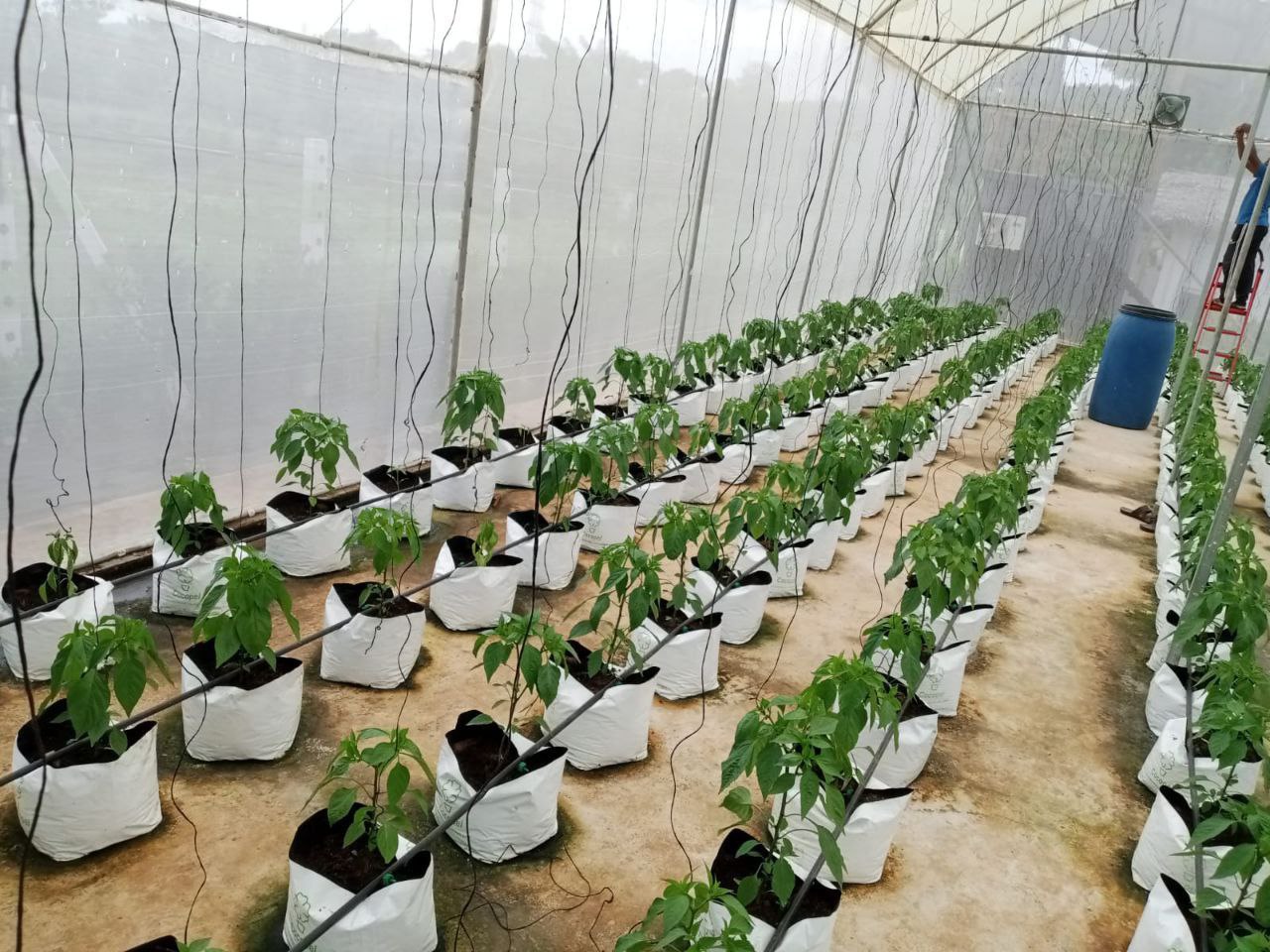 Plantation Silk Route Ventures New