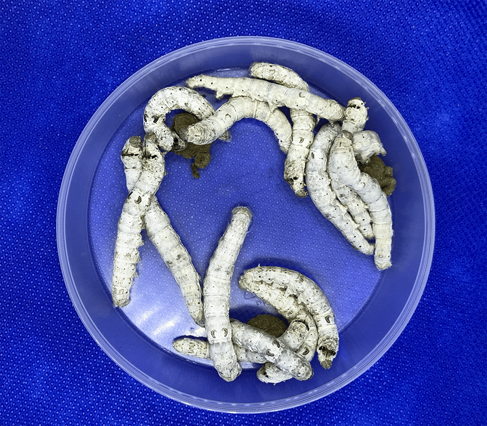 12 Large Silkworms Silkworm Store