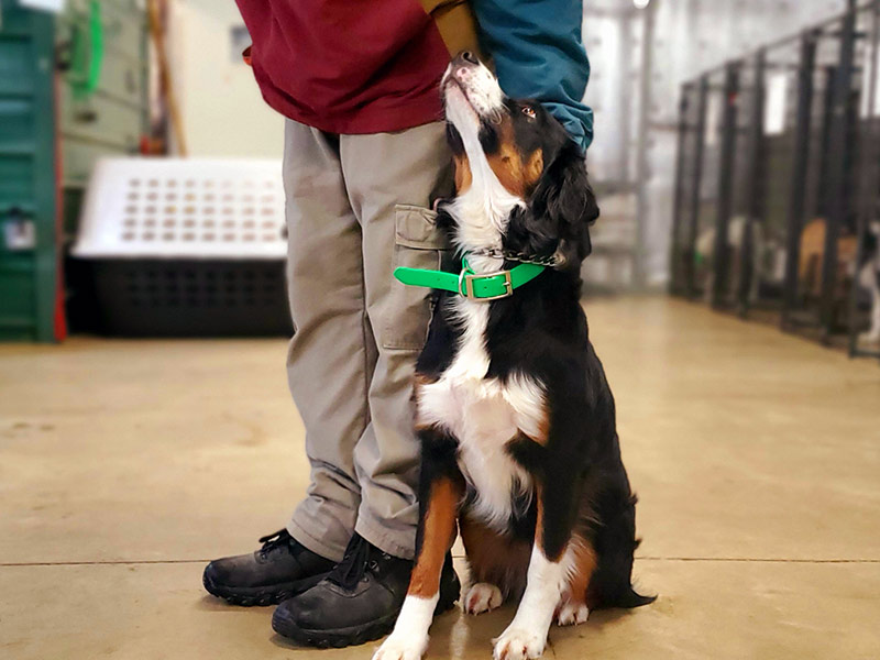 Dog Obedience Training Fredericksburg VA Silverbrook Kennels