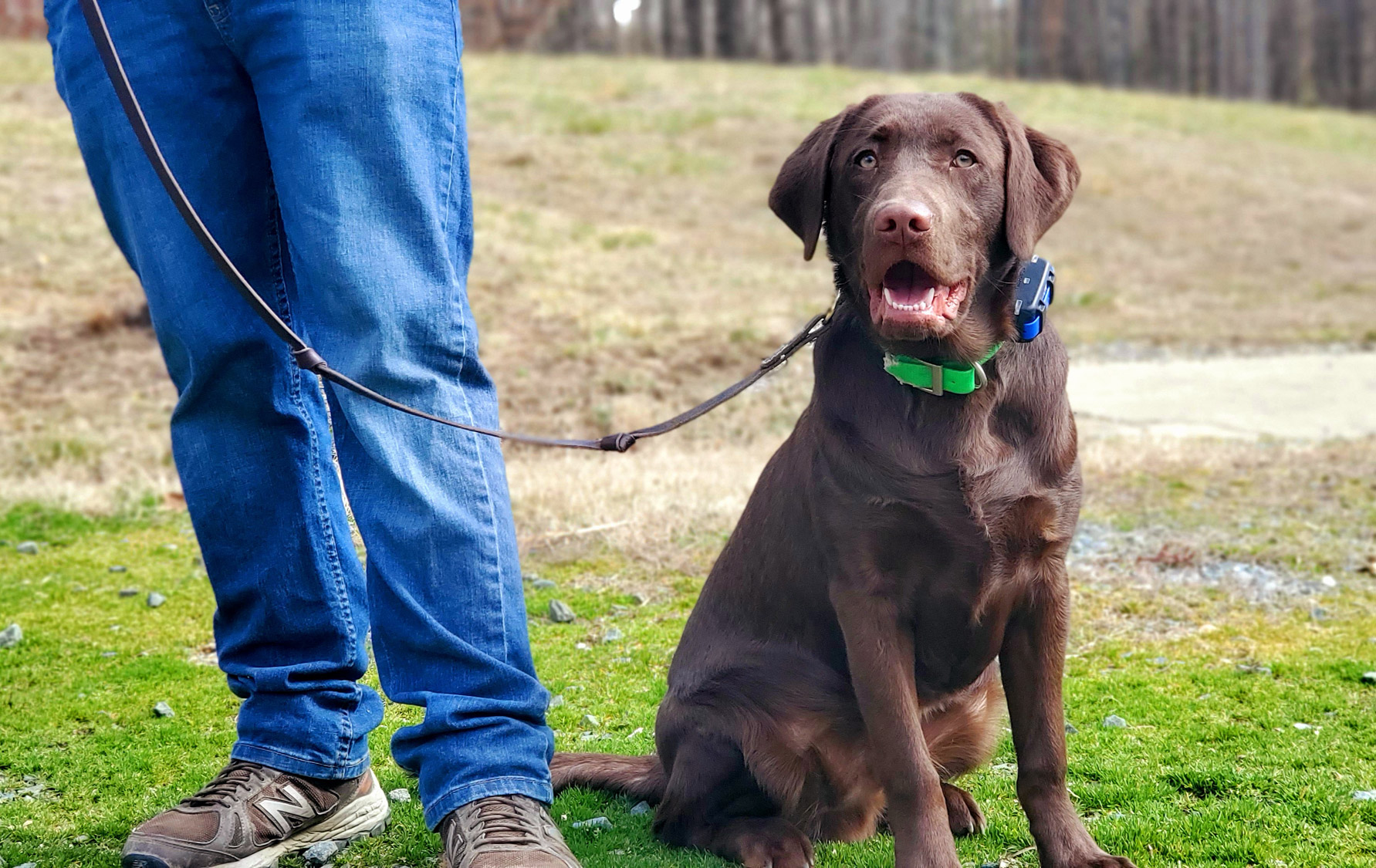 Silverbrook Kennels Gallery Fredericksburg, Aquia VA Dog Training