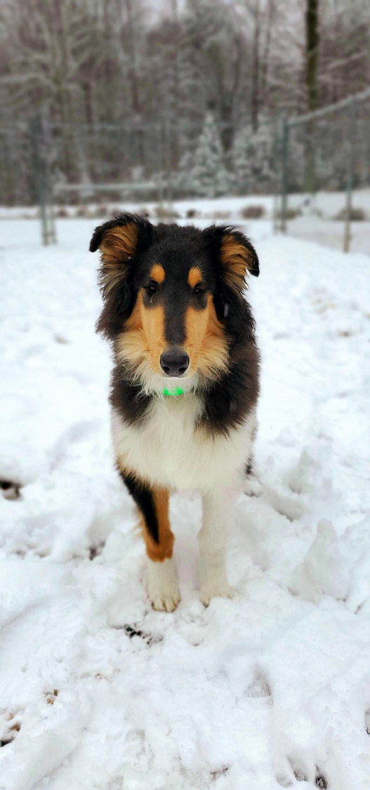 Silverbrook Kennels Gallery Fredericksburg, Aquia VA Dog Training