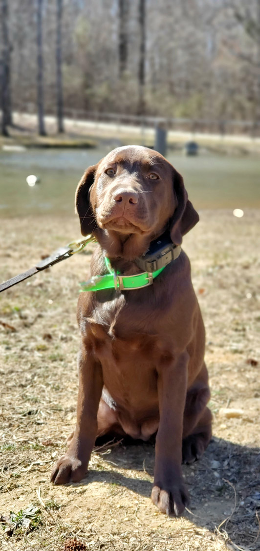Silverbrook Kennels Gallery Fredericksburg, Aquia VA Dog Training