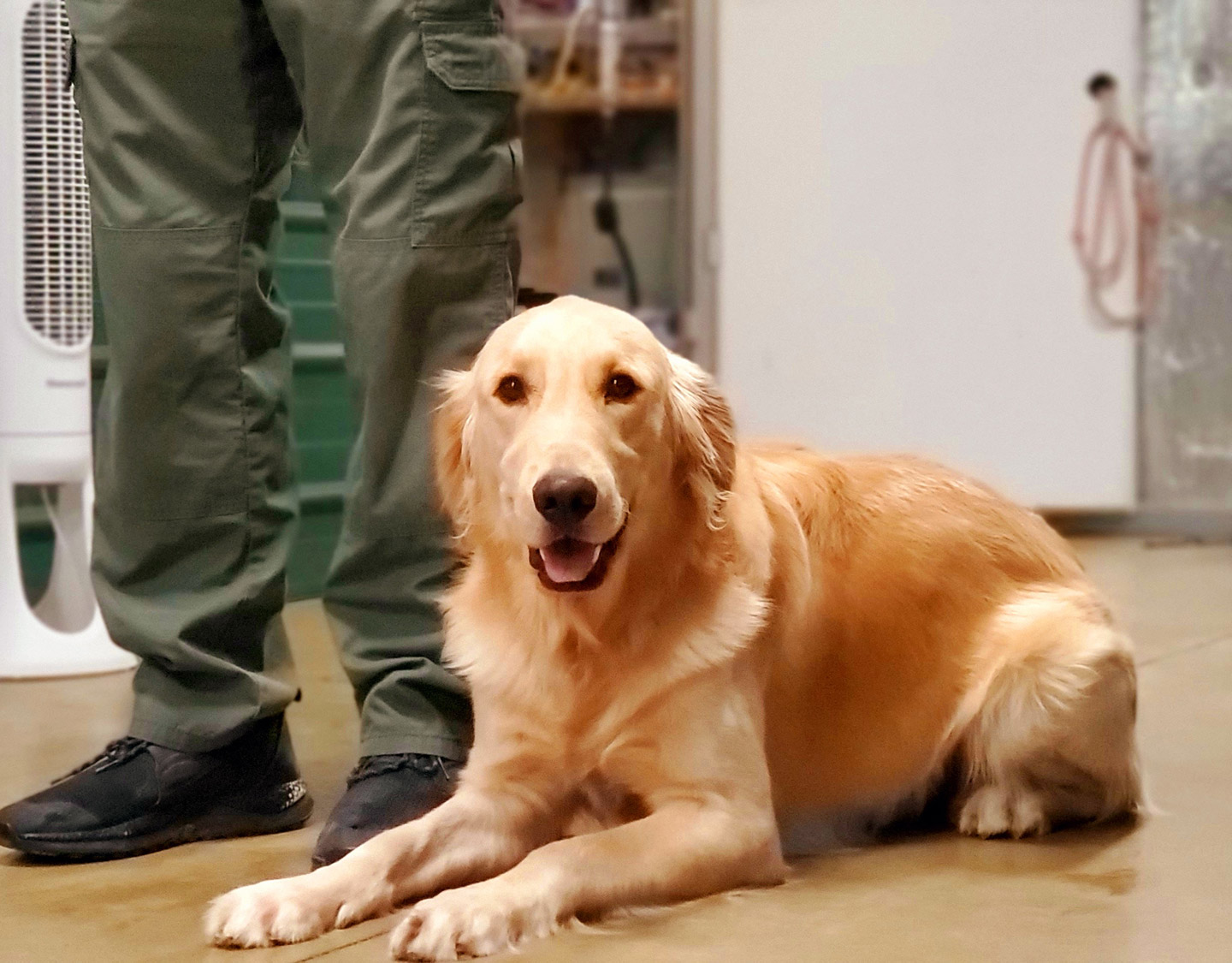 Silverbrook Kennels Gallery Fredericksburg, Aquia VA Dog Training