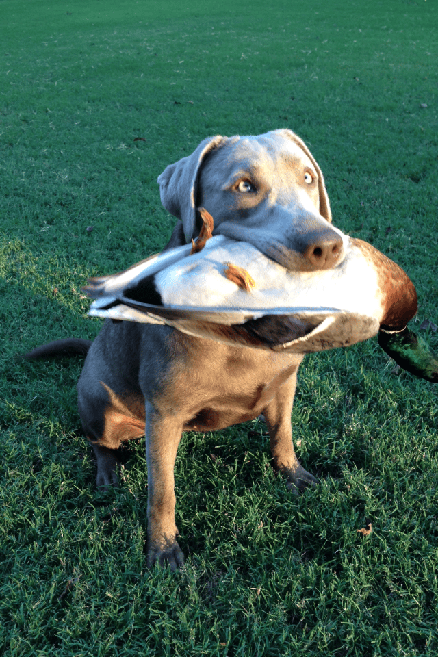 Silver Labradors for Sale from Silver and Charcoal Kennels