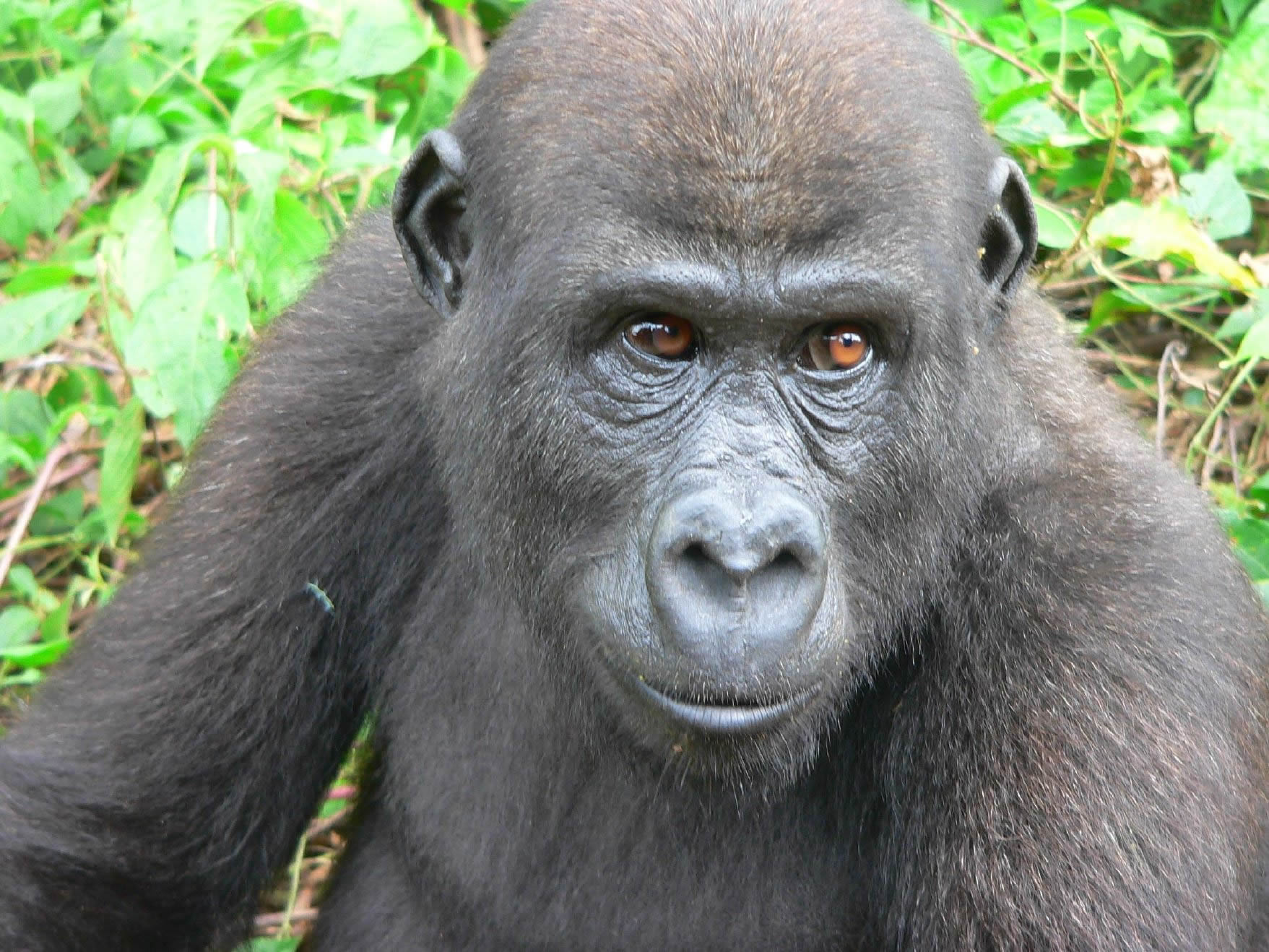 The best places to see gorillas in Africa Where to see gorillas in