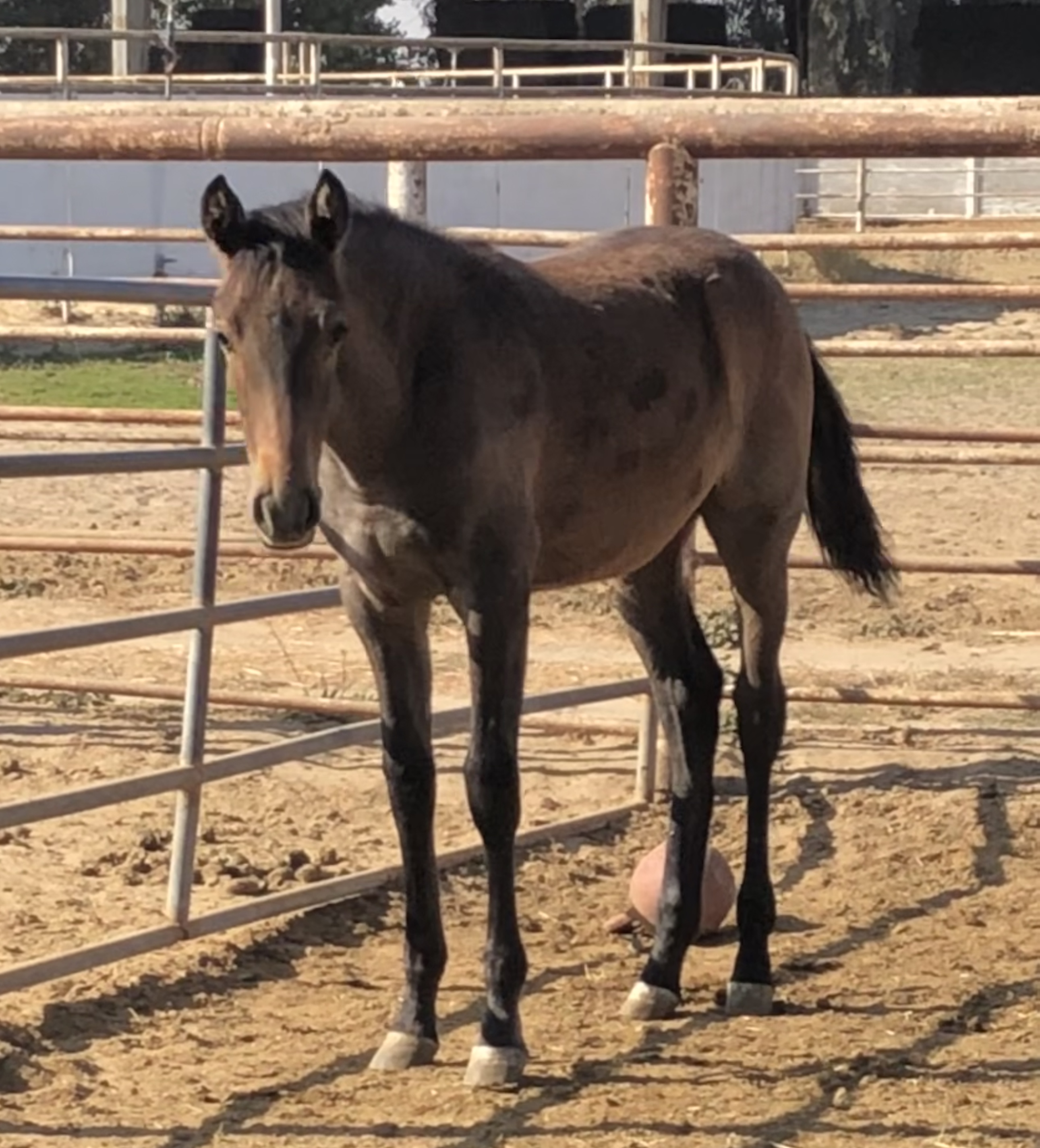 Horses for Sale Archives Silver Bell Barn