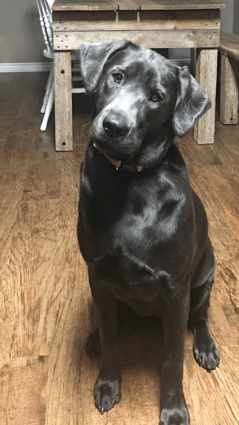 Puppy Pics Silver Dollar Dogs