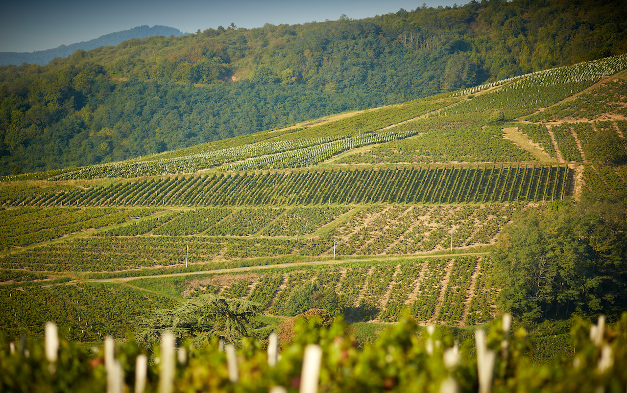 Why Burgundy is one of the world’s most popular wines SilverKris