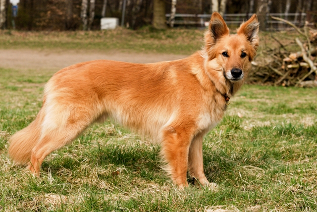 Der „nicht anerkannte“ Hund Silvermoon Kennel
