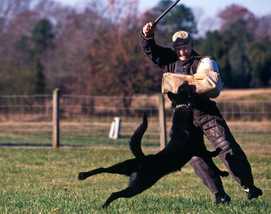 K9 German Shepherd Working German Shepherds