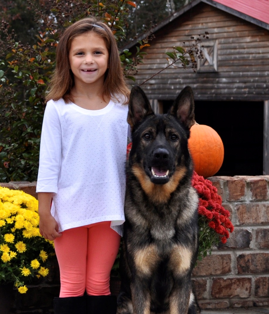 German shepherd FAQ Frequently Asked Questions