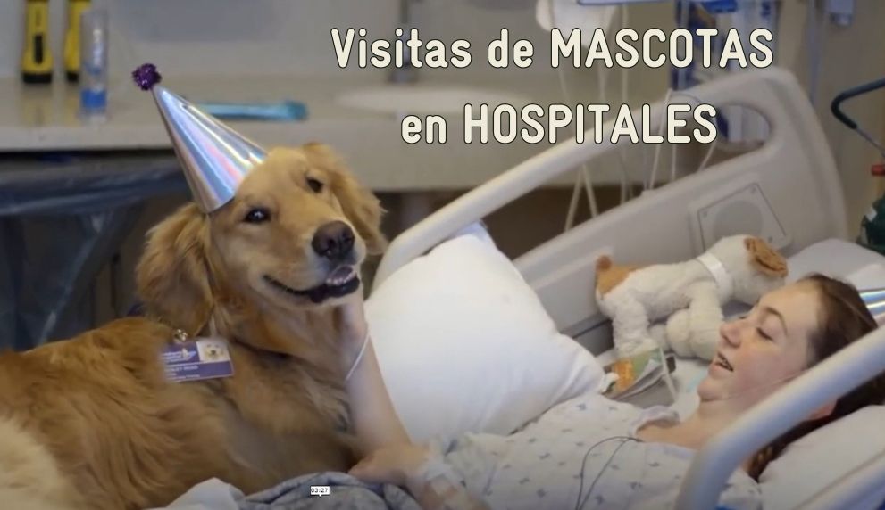 Mascotas en hospitales. Humanizar la salud gracias a los animales