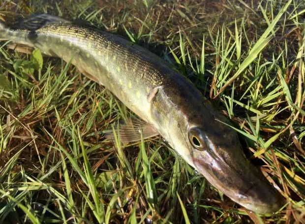 Hecht Simfisch.de Angeln und Outdoor!