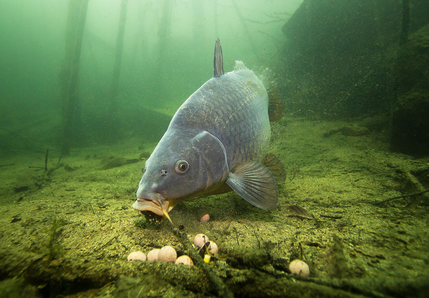 Karpfenangeln Tipps Simfisch.de Angeln und Outdoor!