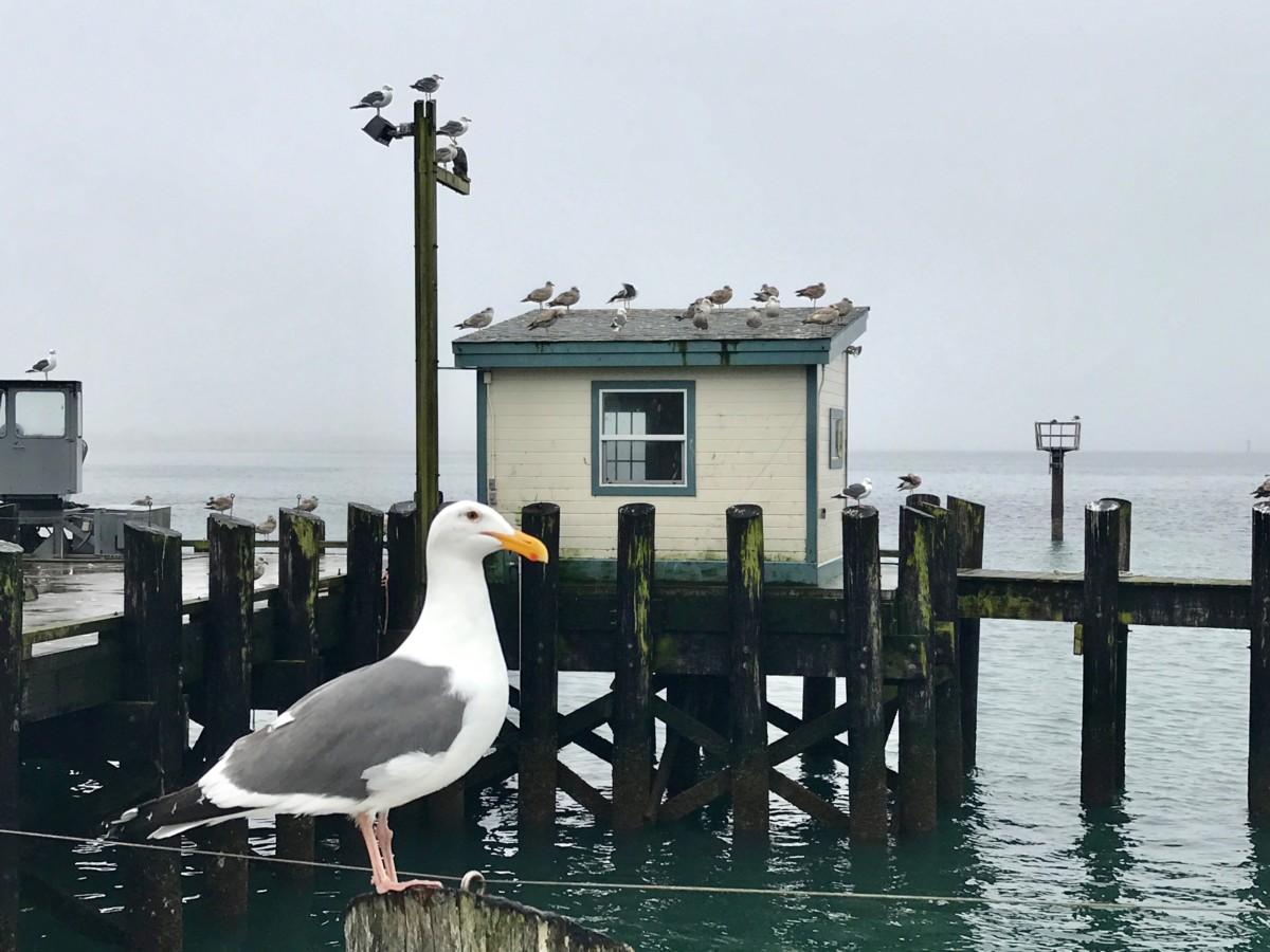 What to see in Northern California Bodega Bay, The Birds movie locations