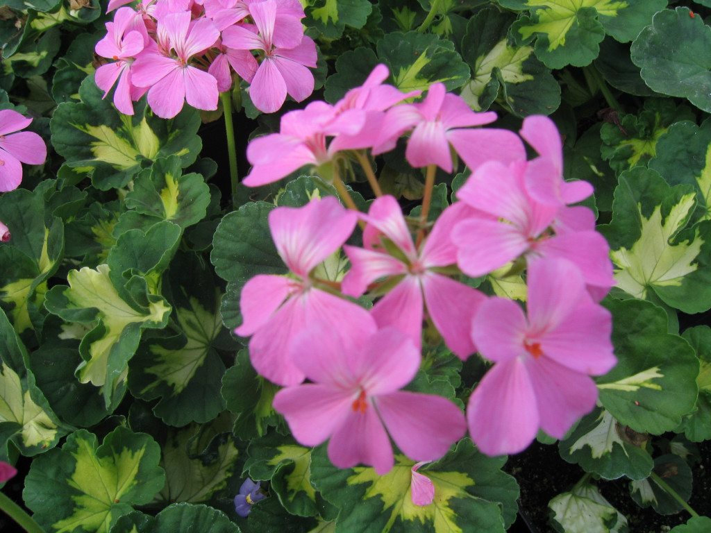 Spring Photos Page 5 Simon's Gardens