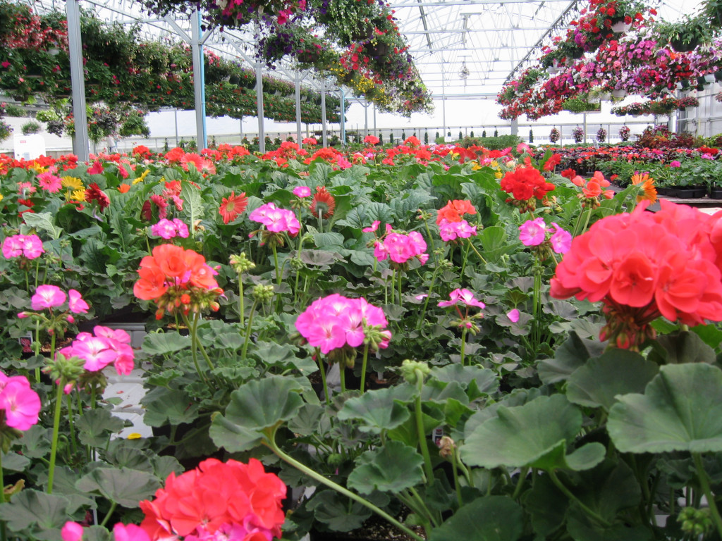 Spring Photos Page 5 Simon's Gardens