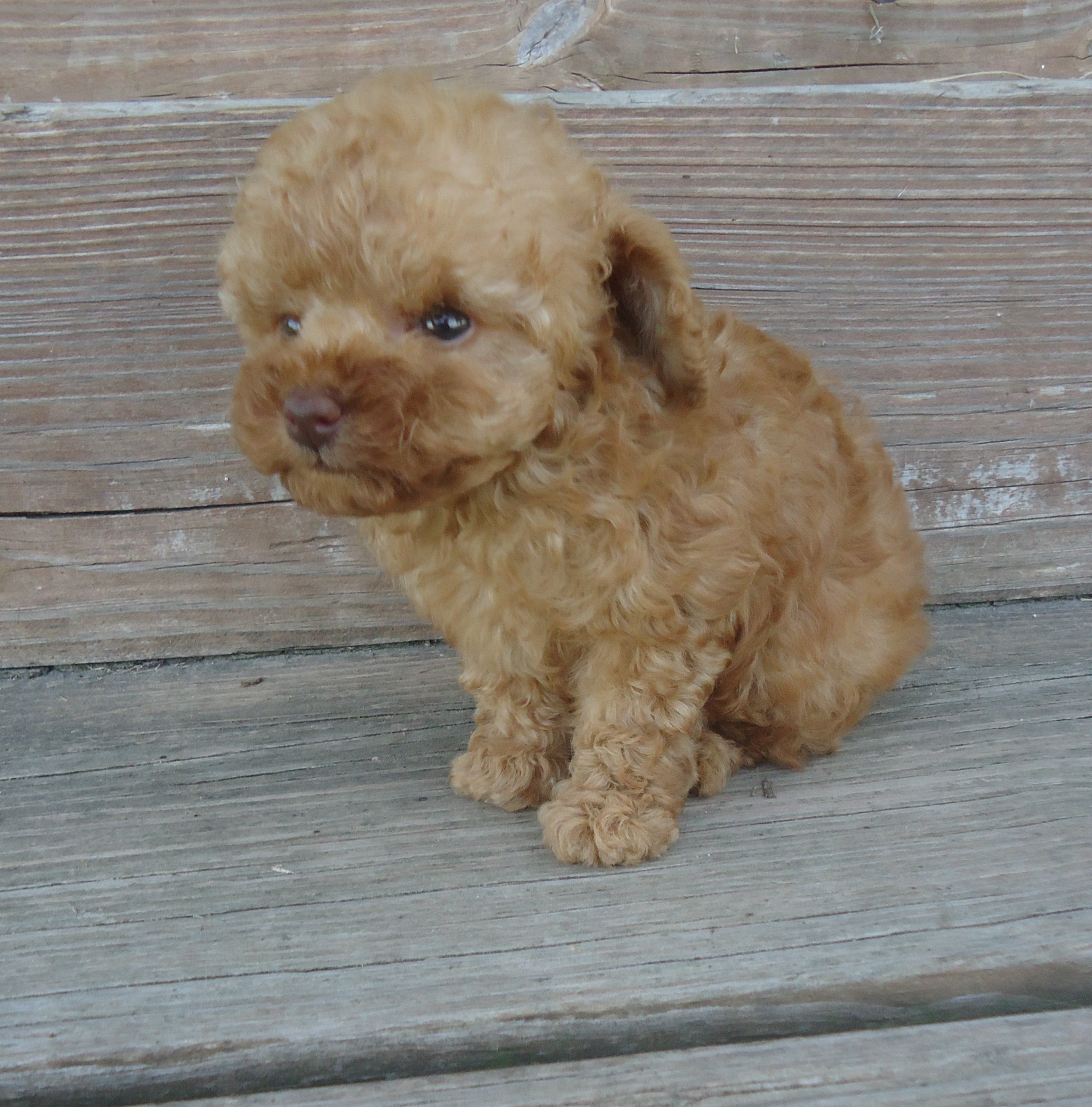 Pica Boy 1..SALE PENDING! Turner Family KY Simons Poodles