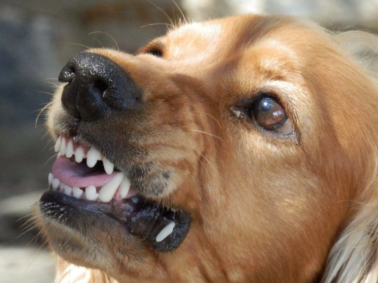 How to deal with Rescue Dog Bite or Attack