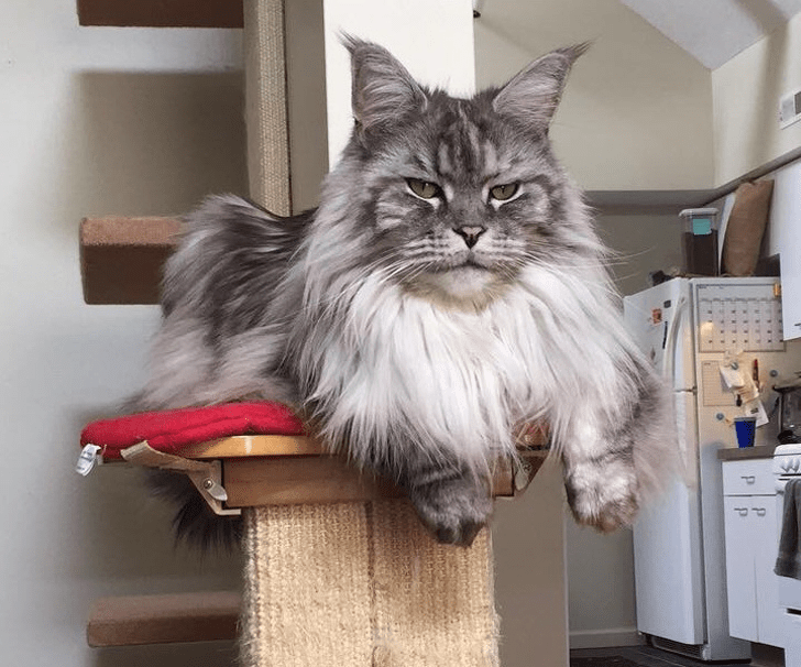 Best Cat Breeds for Beginners Guide simplecatguide